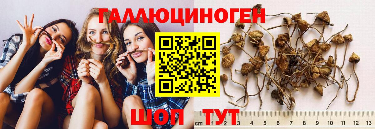Томск  Псилоцибиновые грибы Psilocybine cubensis  Вход с VPN  Галлюциногенные грибы мицелий 